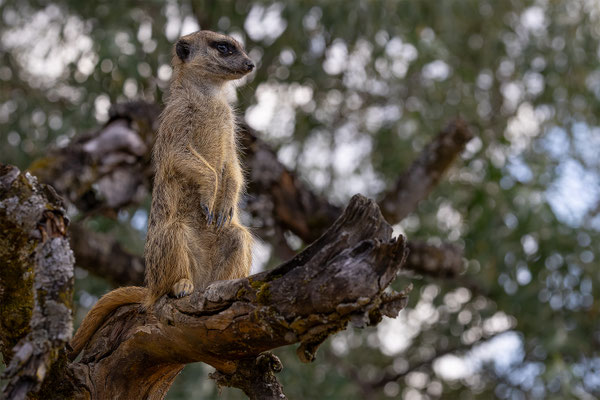 Erdmänchen, Zürcher Zoo, momente-der-schoepfung.ch