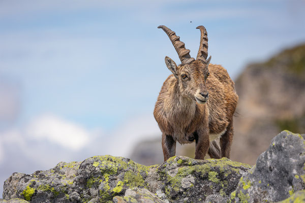 Alpensteinbock, momente-der-schoepfung.ch