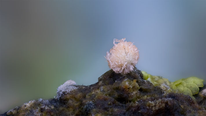 Kristaliner Pilz mir unbekannt, ABM6:1, momente-der-schoepfung.ch