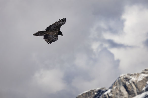 Bartgeier, momente-der-schoepfung.ch