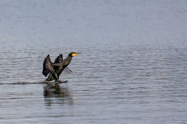 Kormoran, momente-der-schoepfung.ch