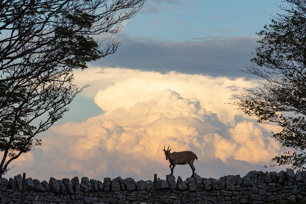 Alpensteinbock, momente-der-schoepfung.ch