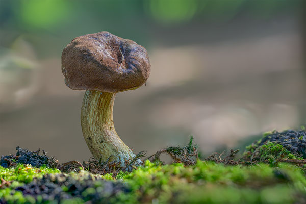 Rotfußröhrling, momente-der-schöpfung.ch