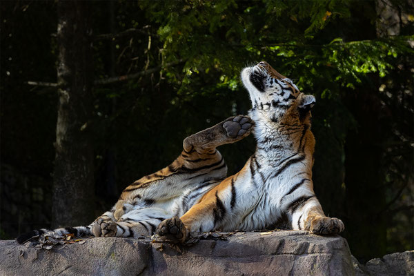 Armurtiger, Zürcher Zoo, momente-der-schoepfung.ch