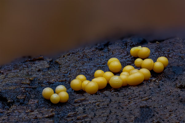 Myxomyceten Schleimpilz, ABM2.2:1, momente-der-schoepfung.ch