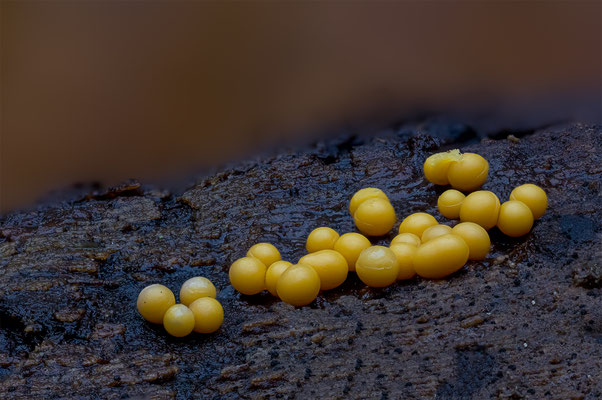 Myxomyceten Schleimpilz, ABM2.2:1, momente-der-schoepfung.ch