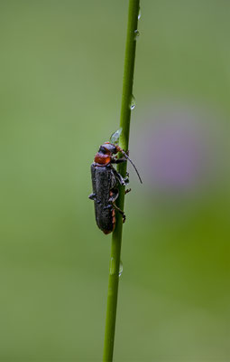 Weichkäfer,momente-der-schoepfung.ch