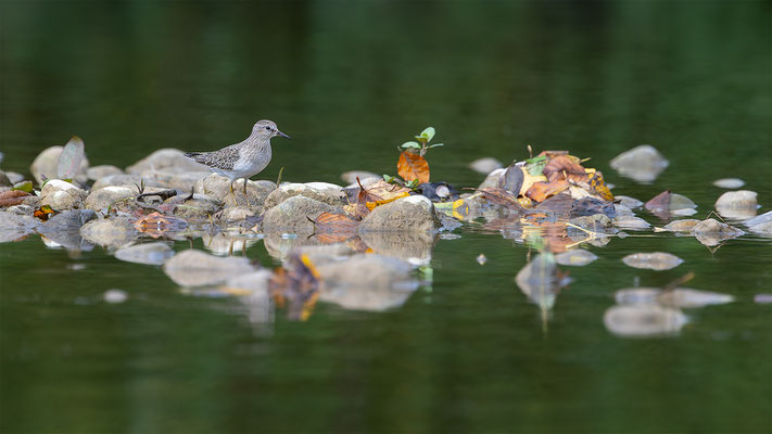 Temnikstrandläufer, momente-der-schoepfung.ch