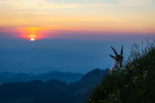 Alpensteinbock, momente-der-schoepfung.ch