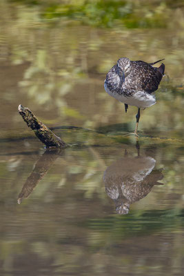 Waldwasserläufer, momente-der-schoepfung.ch