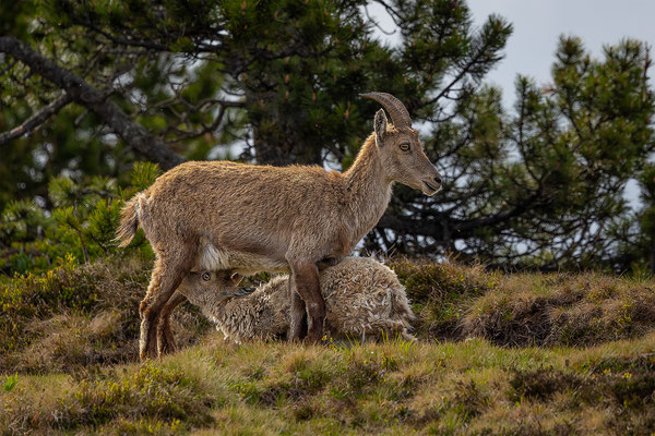 Alpensteinbock, momente-der-schoepfung.ch