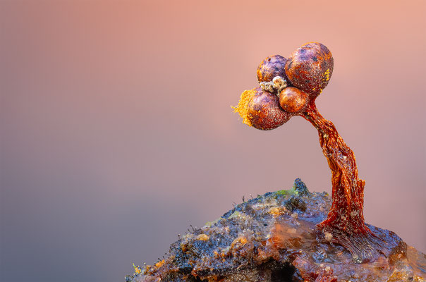 Myxomyceten Schleimpilz, Tricia verrucosa, ABM5:1, momente-der-schoepfung.ch