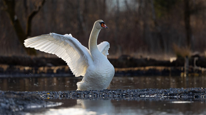 Höckerschwan, momente-der-schoepfung.ch