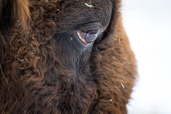 Wisent, momente-der-schoepfung.ch