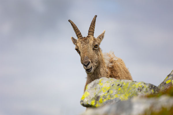 Alpensteinbock, momente-der-schoepfung.ch