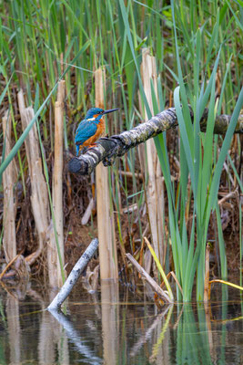 Eisvogel, momente-der-schoepfung.ch