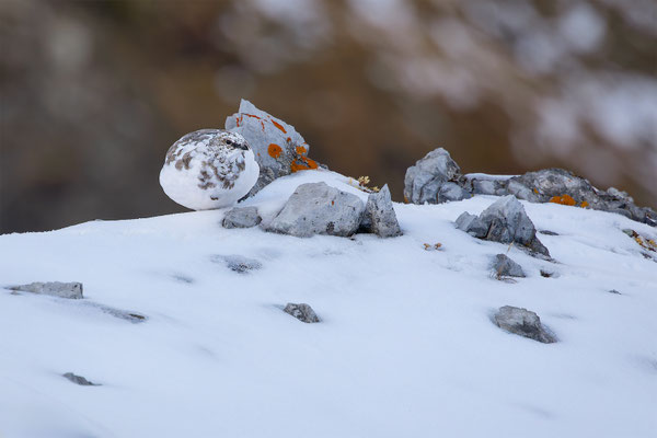 Alpenscheehuhn, momente-der-schoepfung.ch