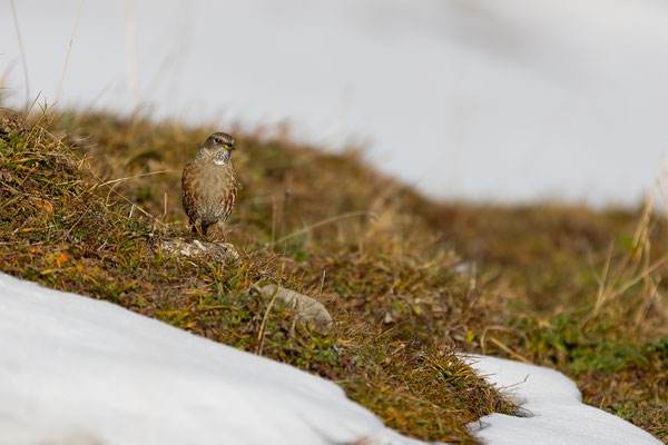 Alpenbraunelle, momente-der-schoepfung.ch