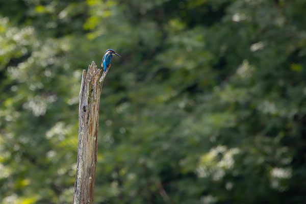 Eisvogel, momente-der-schoepfung.ch
