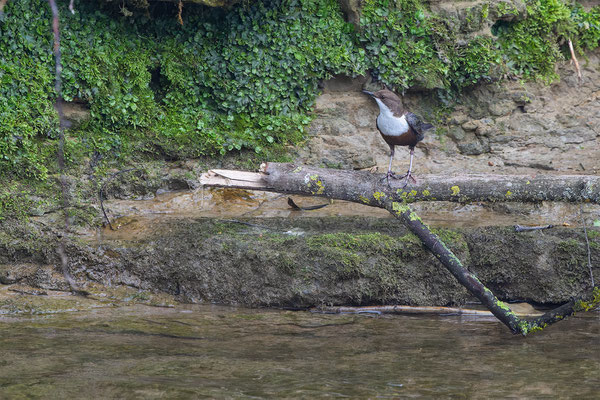 Wasseramsel, momente-der-schopfung.ch