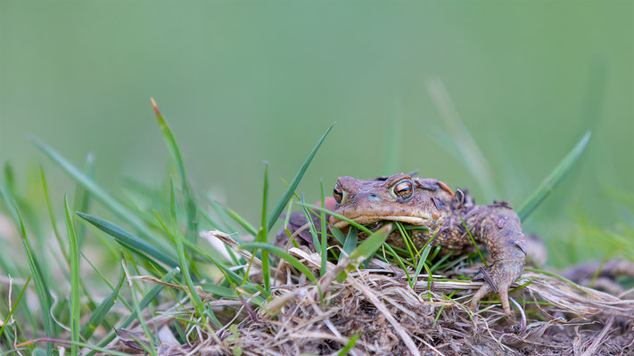 Erdkröten, momente-der-schoepfung.ch
