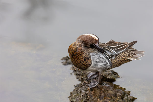 Knäckente Tierpakt Arth Goldau, momente-der-schoepfung.ch