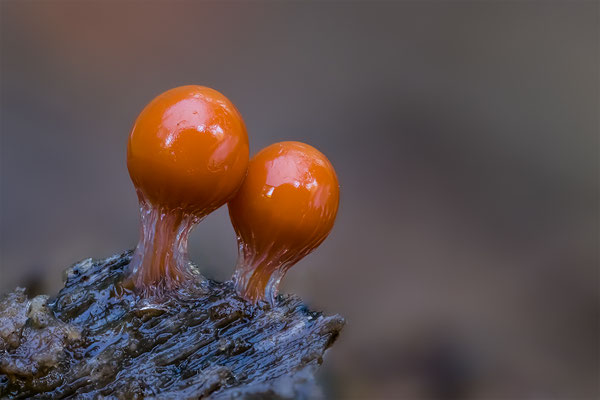 Myxomyceten Schleimpilz, Trichia Decipiens, ABM5:1, momente-der-schoepfung.ch