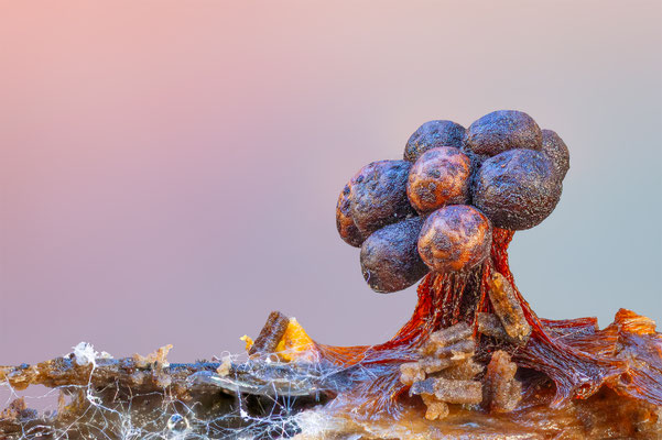 Myxomyceten Schleimpilz, Tricia verrucosa, ABM4:1, momente-der-schoepfung.ch