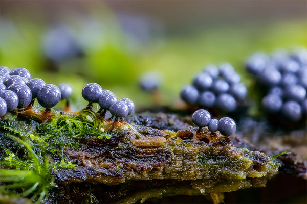 Myxomyceten Schleimpilz, Cribraria argillacea, ABM3:1, momente-der-schoepfung.ch
