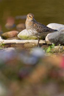 Alpenstrandläufer, momente-der-schoepfung.ch
