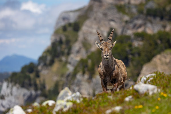 Alpensteinbock, momente-der-schoepfung.ch