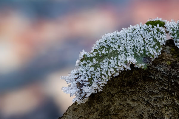 Brommbeerbalt mit Eiskristallen, momente-der-schoepfung.ch