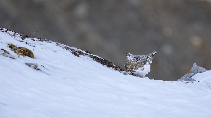 Alpenscheehuhn, momente-der-schoepfung.ch