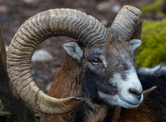 Mufflon Tierpakt Arth Goldau, momente-der-schoepfung.ch