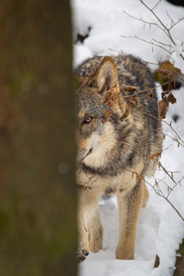 Wolf, momente-der-schoepfung.ch