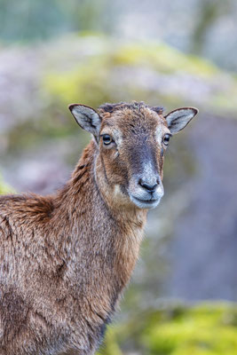 Mufflon Tierpakt Arth Goldau, momente-der-schoepfung.ch
