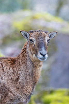 Mufflon Tierpakt Arth Goldau, momente-der-schoepfung.ch