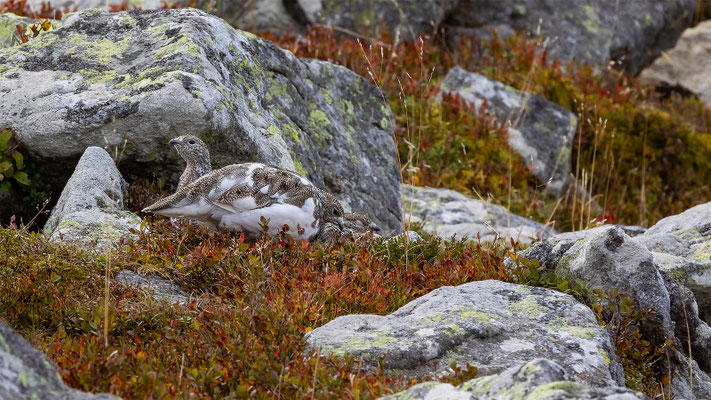 Alpenscheehuhn, momente-der-schoepfung.ch