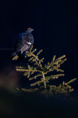 Birkhahn, momente-der-schoepfung.ch
