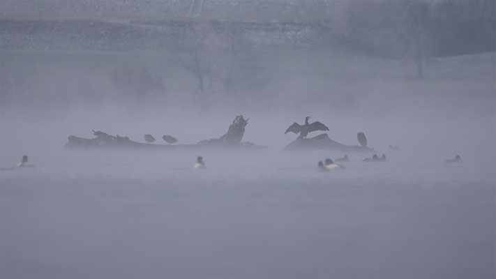 Kormoran, momente-der-schoepfung.ch