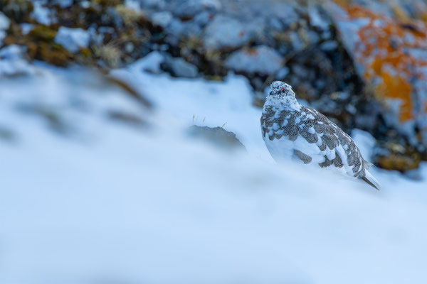 Alpenscheehuhn, momente-der-schoepfung.ch