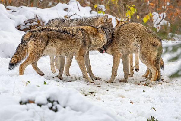 Wolf, momente-der-schoepfung.ch