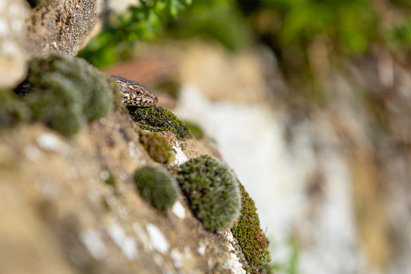 Mauereidechse, momente-der-schoepfung.ch