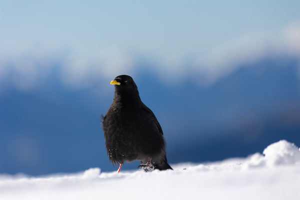 Alpendohle, momente-der-schoepfung.ch