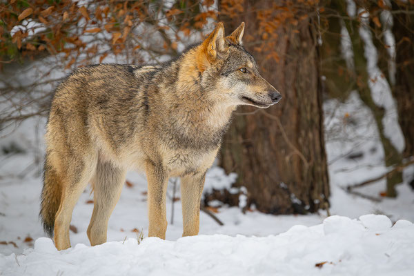 Wolf, momente-der-schoepfung.ch