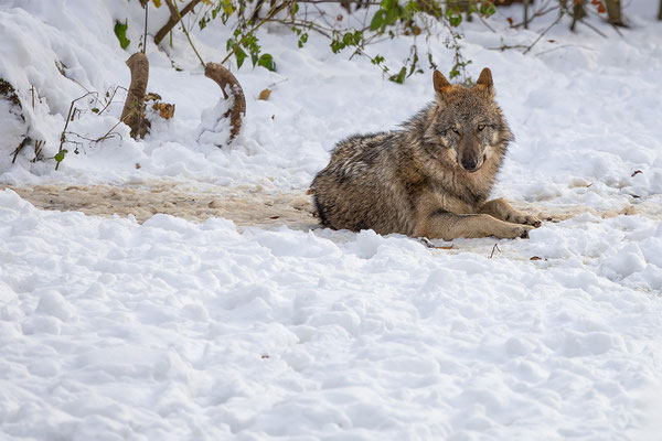 Wolf, momente-der-schoepfung.ch