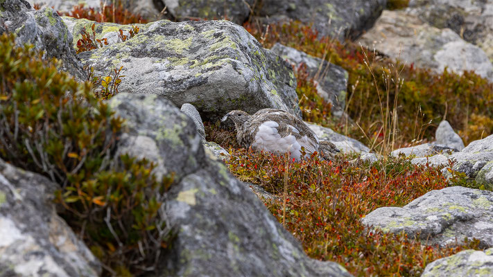 Alpenscheehuhn, momente-der-schoepfung.ch