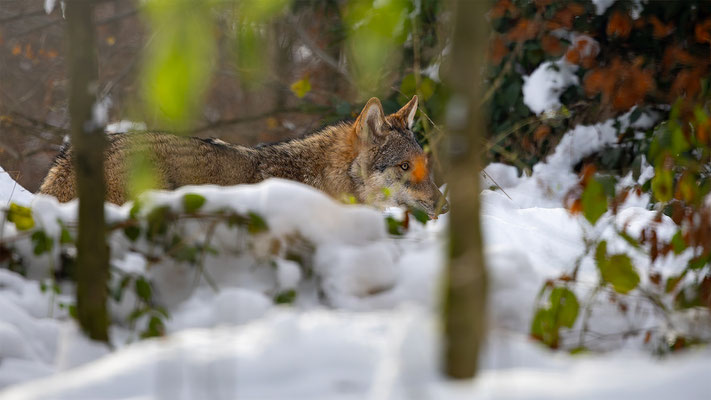 Wolf, momente-der-schoepfung.ch