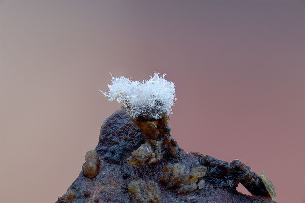 Myxomyceten Schleimpilz, ABM5:1, momente-der-schoepfung.ch