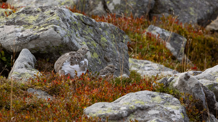 Alpenscheehuhn, momente-der-schoepfung.ch